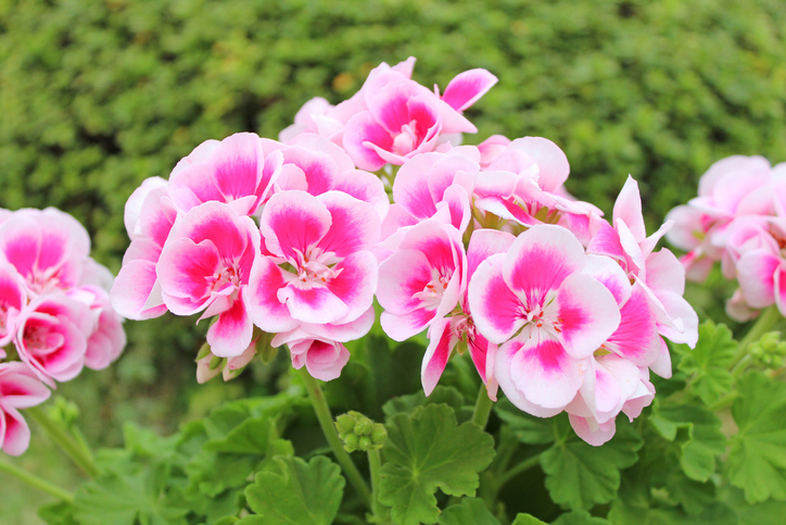 Pink geranium flowers