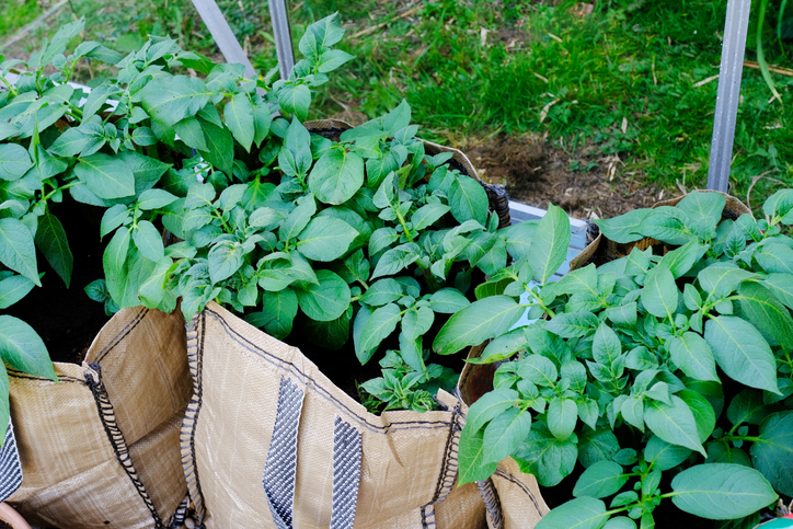 Potato plants growing under glass in large bags