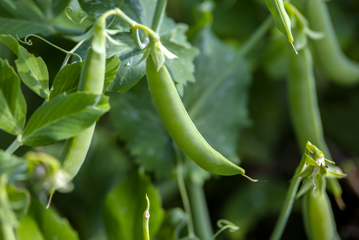 green peas in pods growing in summer garden.
