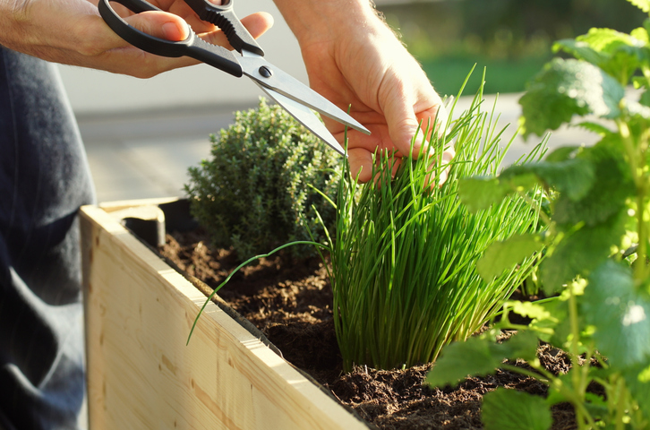 chives grow in a wooden self built raised bed on a terrace