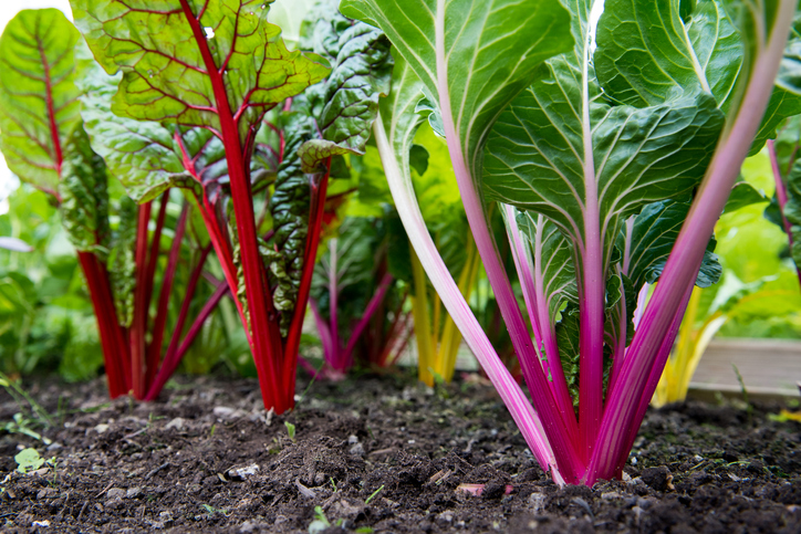 Close up of vibrant colours of stems of rainbow chard grown in a community garden allotment plot.  Chard is a highly nutritious leafy green vegetable and a component of many healthy diets.  July/August, Cheshire, United Kingdom.