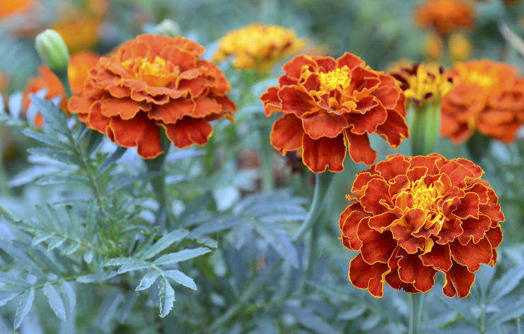 Orange yellow French marigold or Tagetes patula flower on a blurred garden background. Marigolds.Selective focus.