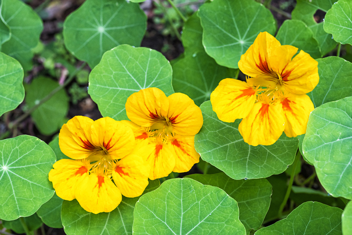 Nasturtium, also known as Tropaeolum, or Indian Cress. (Science name Tropaeolum majus L.). Native to South and Central America, includes several very popular garden plants. Plants in this genus have showy, often intensely bright flowers, and rounded, peltate (shield-shaped) leaves with the petiole in the centre. The flowers are bisexual and zygomorphic, with five petals, a superior three-carpelled ovary, and a funnel-shaped nectar spur at the back, formed by modification of one of the five sepals.