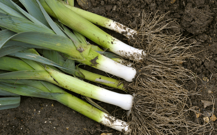 Freshly lifted leeks, allium ampeloprasum in a vegetable garden, variety Musselburgh.