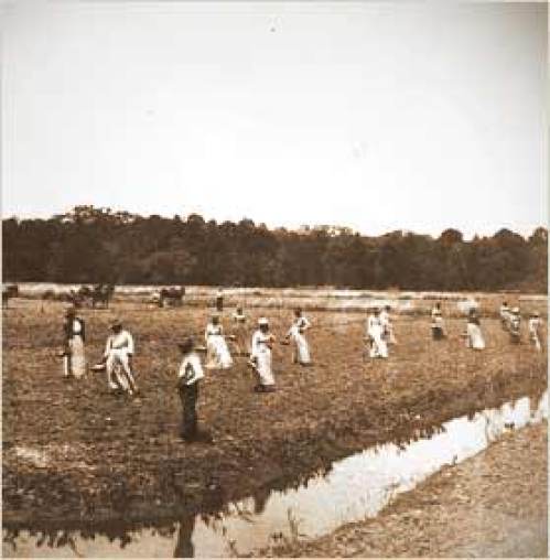 Carolina Gold rice