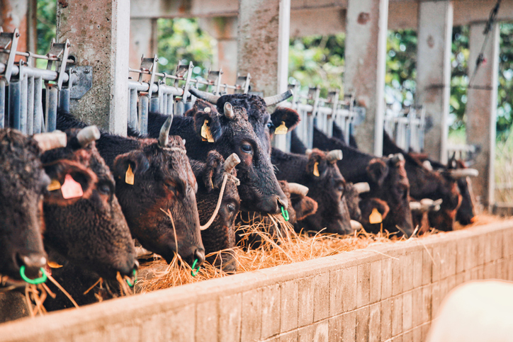 Japan brand beef
