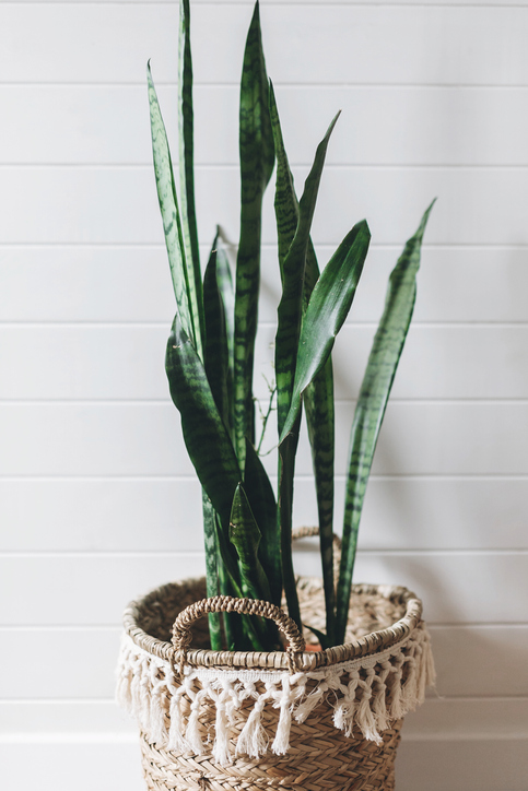 Stylish green plant sansevieria in straw pot 