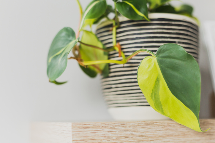 Philodendron Hederaceum Scandens Brasil
