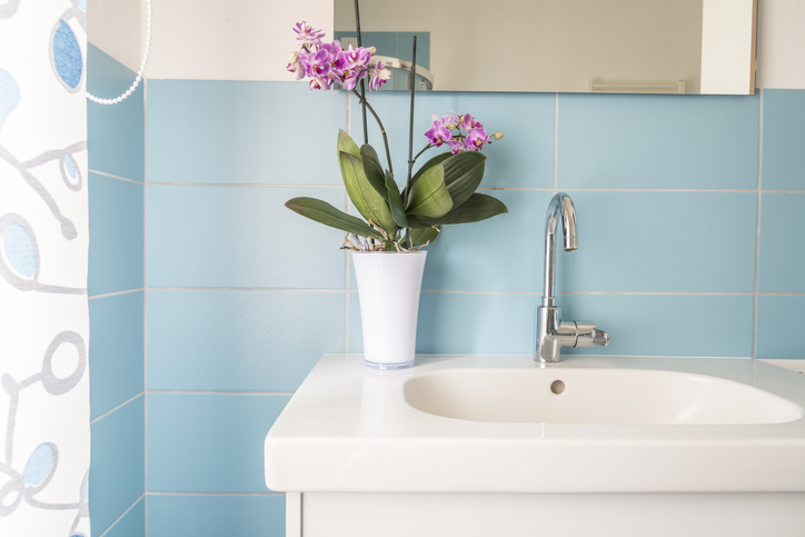 orchid plant on sink