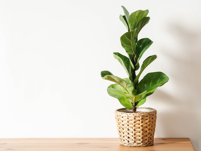 Ficus lirata in wicker pot on wooden table