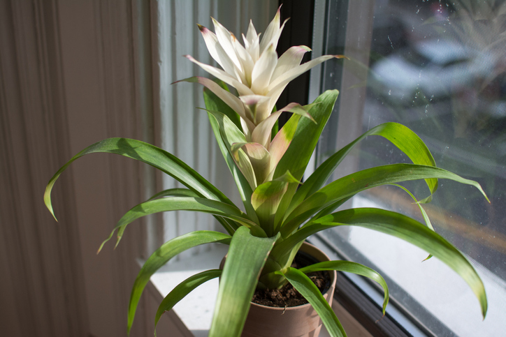 Beautiful bromeliad illuminated in window sill