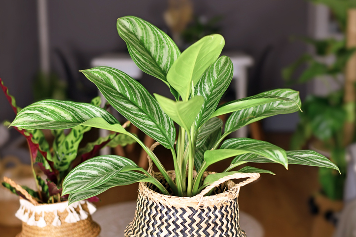 Tropical 'Aglaonema Stripes' houseplant