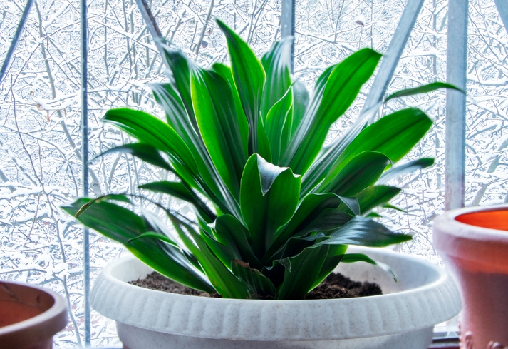 Aspidistra 