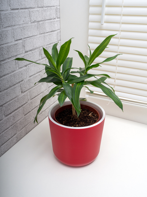 Dracaena 