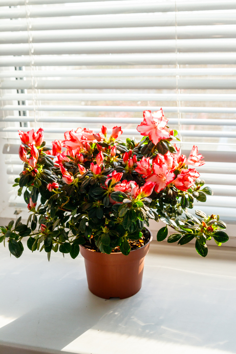 Blooming pink azalea in flower pot on windowsill