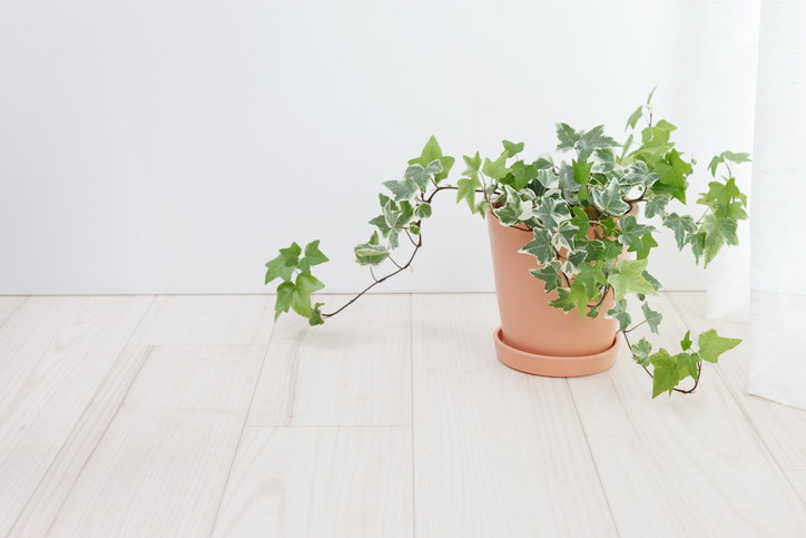 Ivy pots in the room