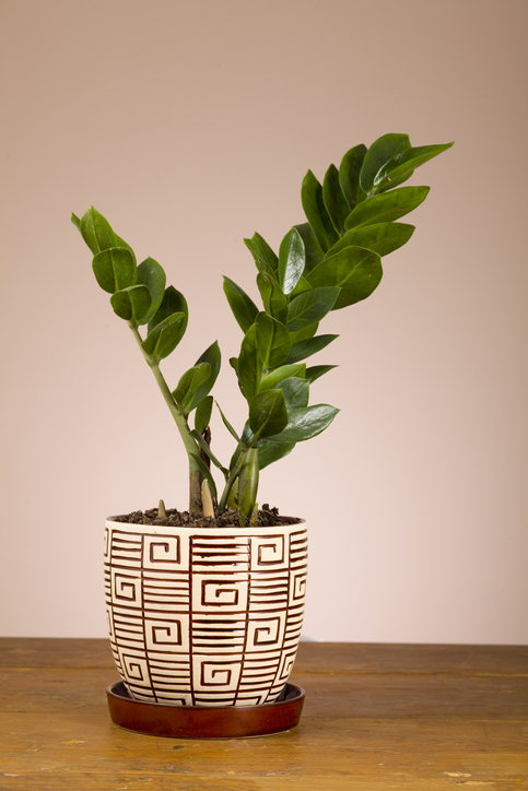 Zamioculcas plant