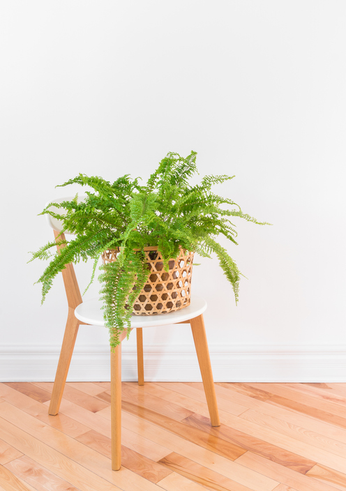 Beautiful green Boston fern plant