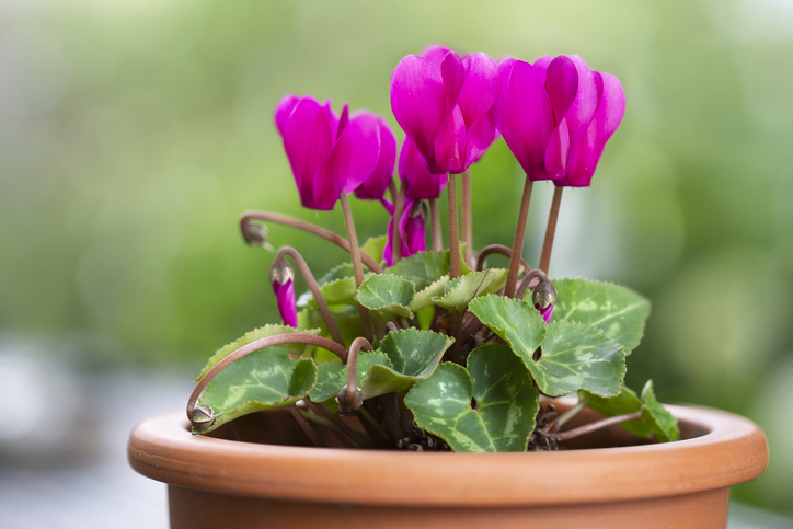 Blooming Cyclamen persicum