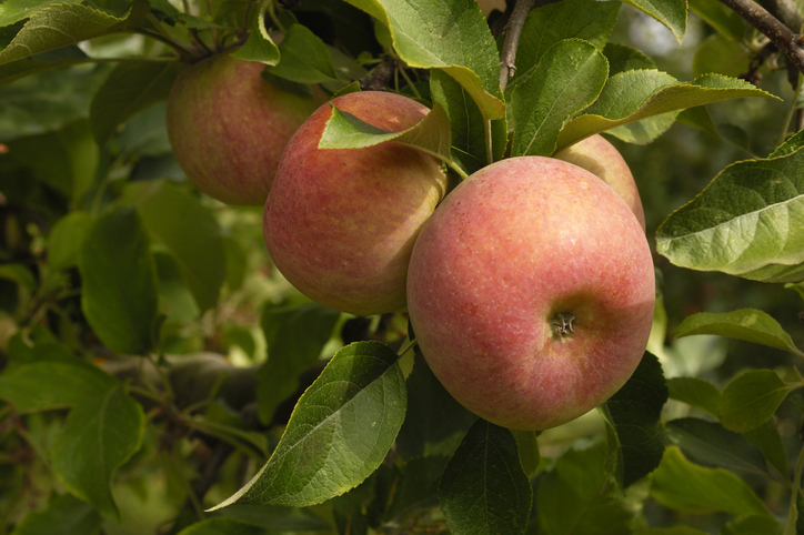 Close-up of fuji apples