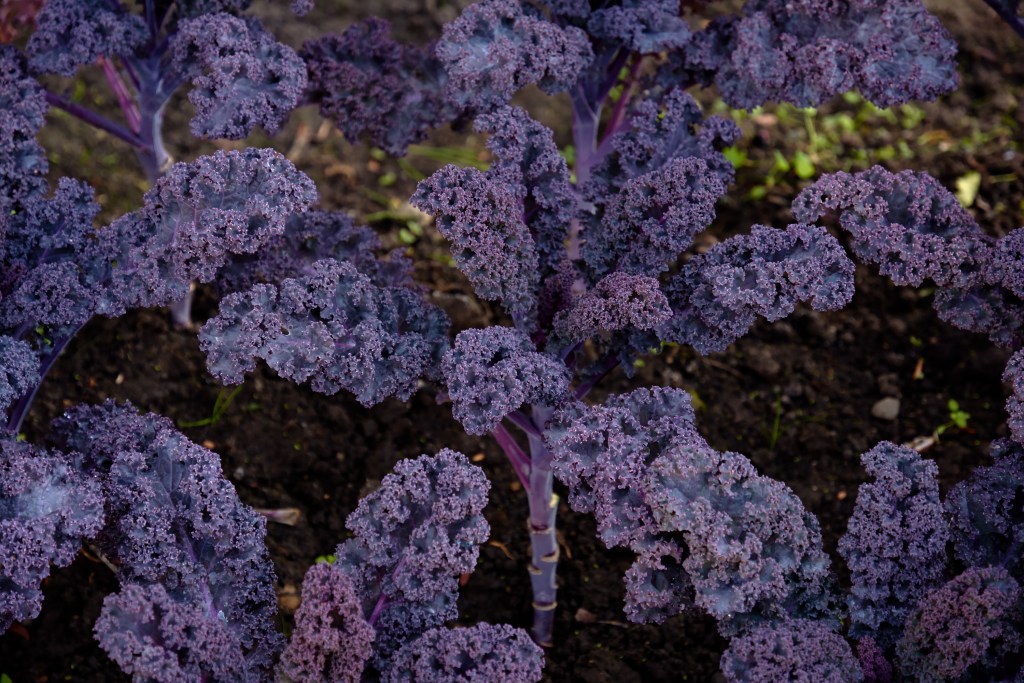 Decorative composition of fresh decorative brassica oleracea, variety Redbor, autumn bouquet. Multicolored decorative cabbage in autumn botanical garden.