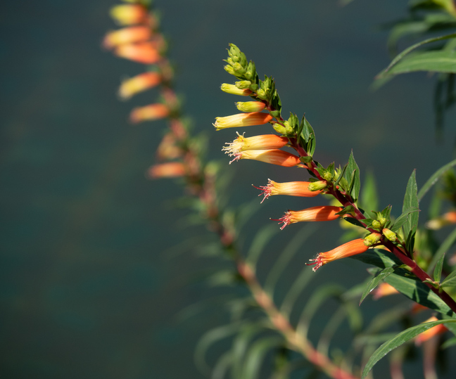 Cuphea micropetala 