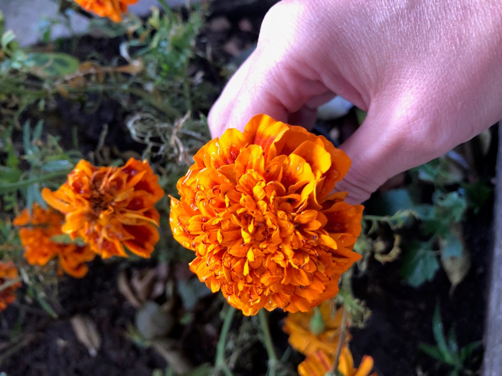 marigold cocktail