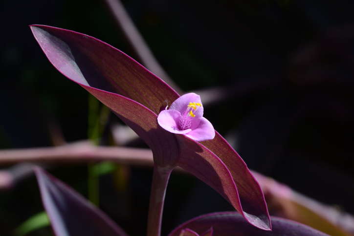 Purple heart plant
