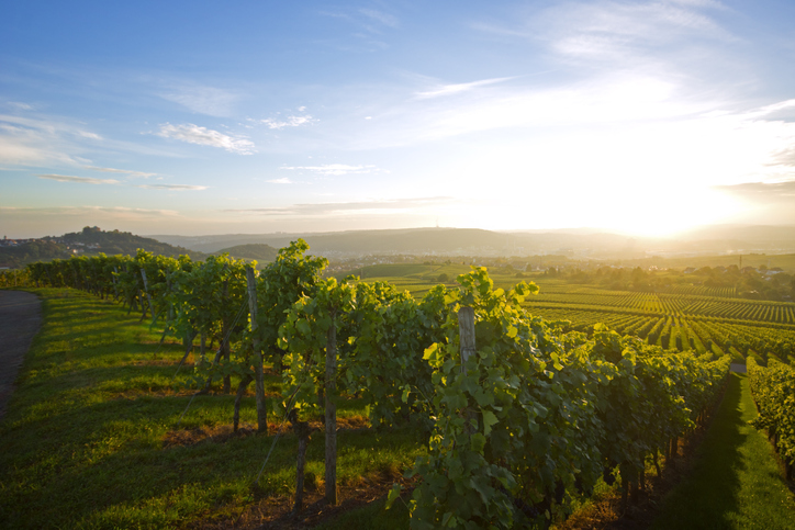 Texas vineyard
