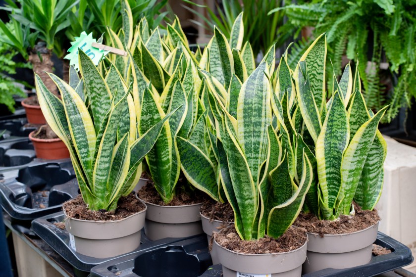 Close up of snake plants for sale