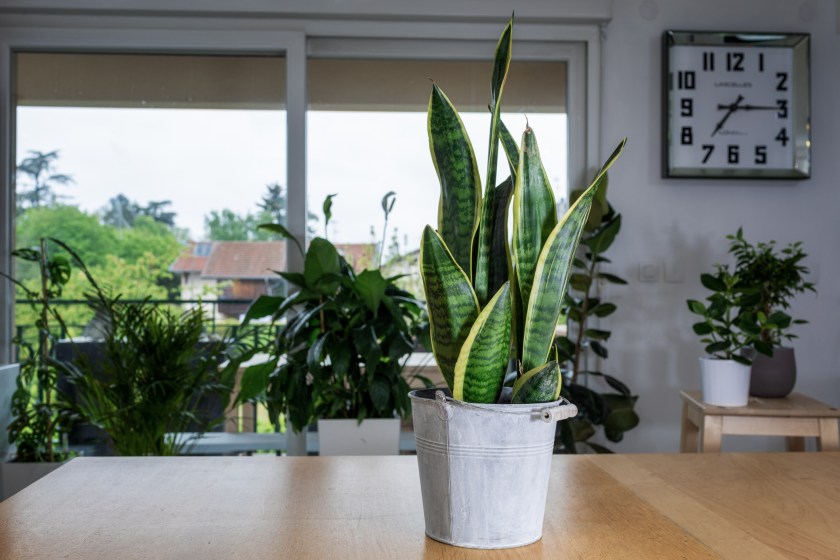 Sansevieria (Snake Plant)