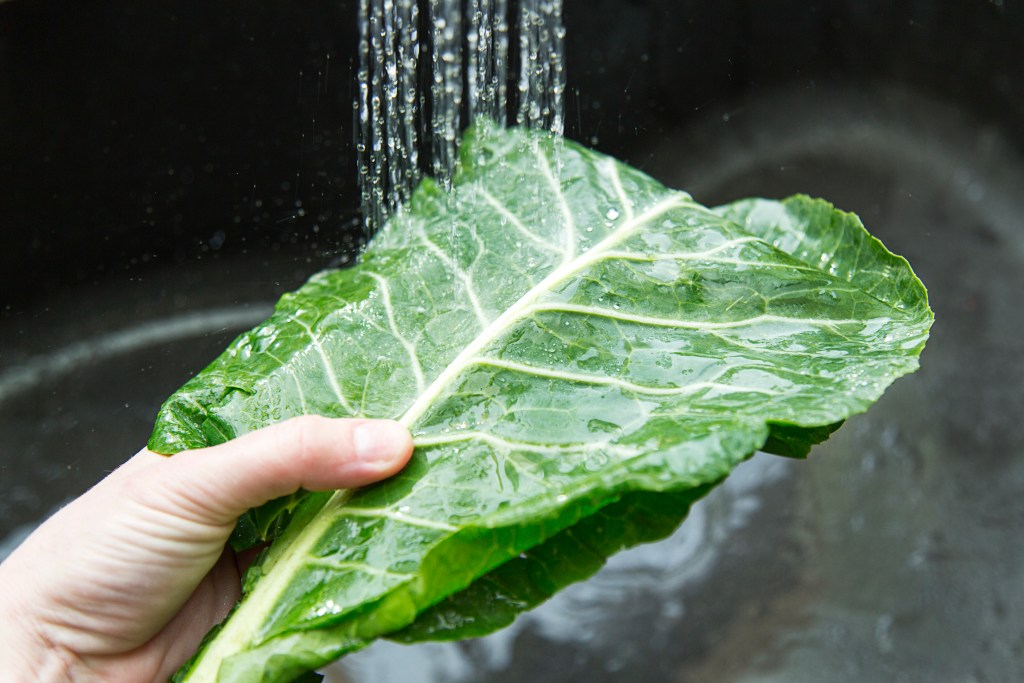 Hand holding collard greens leaves under running water