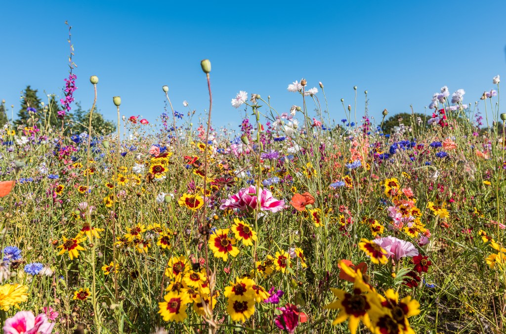 blooming wildflowers in vibrant colors