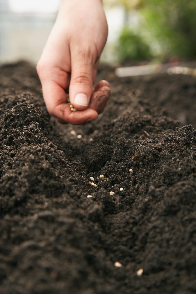 Man placing seeds on dirt