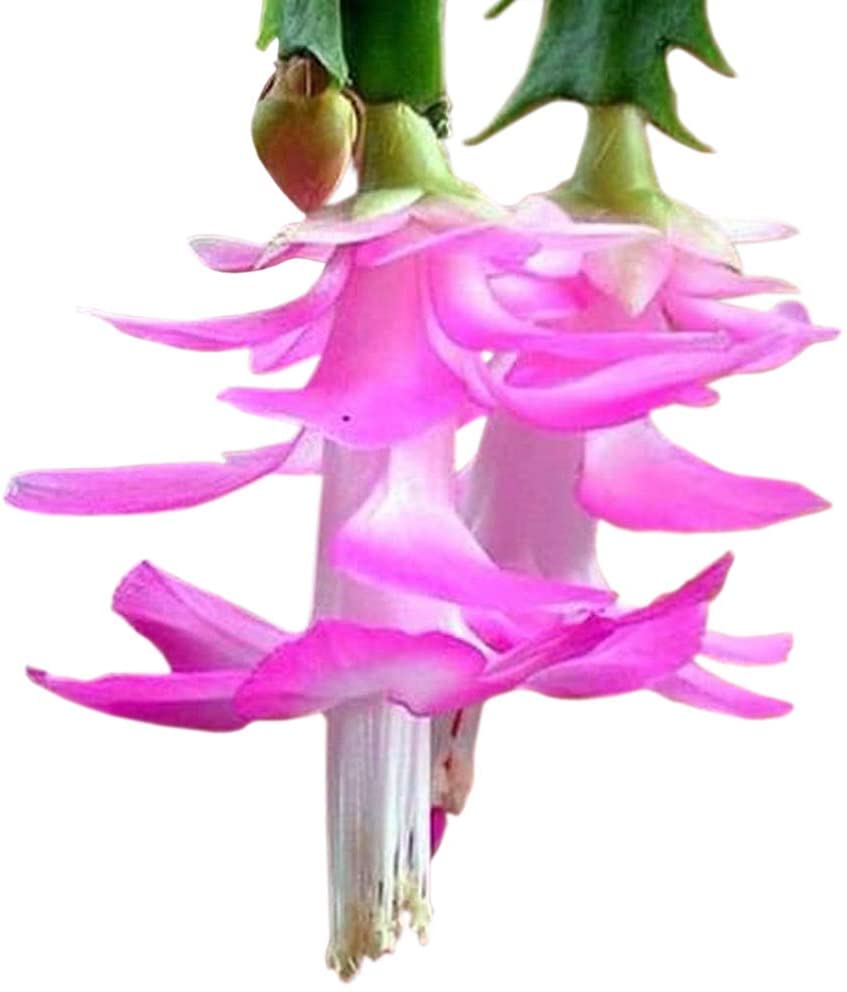 christmas cactus