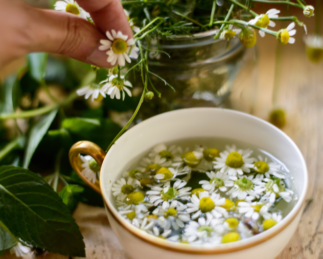 woman making fresh Chamomile Tea 
