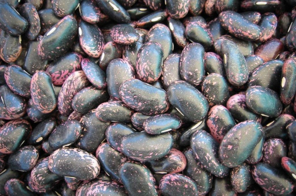 Rancho Gordo Scarlet Runner bean