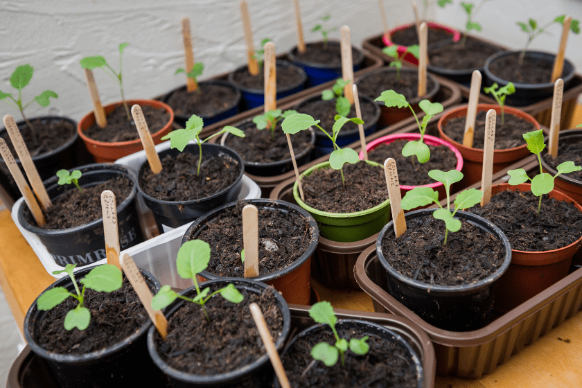seed starting tray with popsicle sticks
