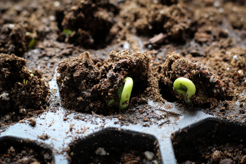 seeds germinating in seed starting box