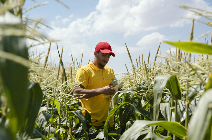  corn plants in the farm