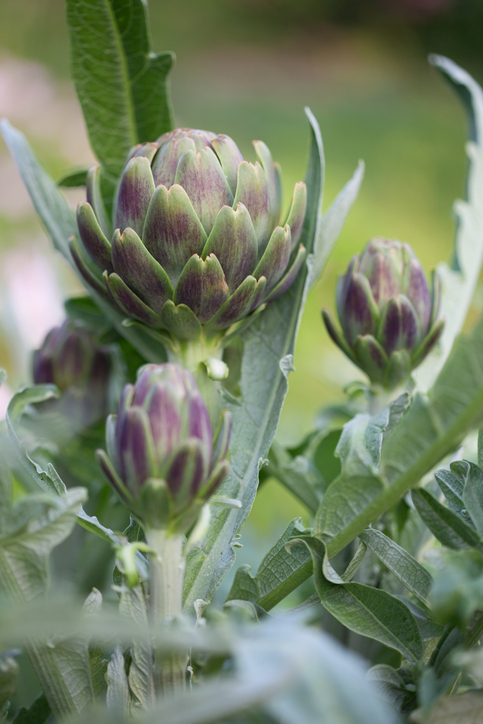 Close up of artichoke