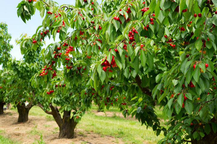 A photo of beautiful cherry trees with cherries in orchard.