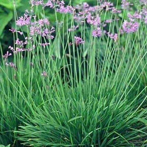 15 Seeds Society Garlic Seeds E113, Heirloom Vegetable Tulbaghia Violacea Seeds