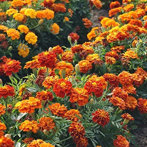 marigold