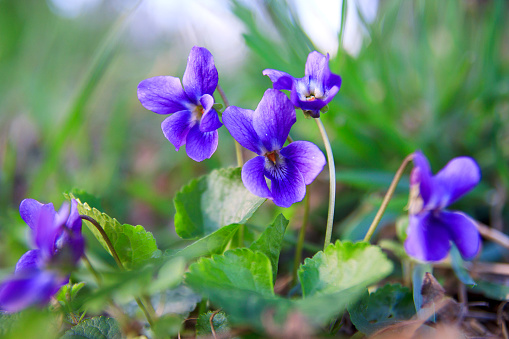 Wild forest violet in the spring forest. Blooming close-up. Nature background. Sweet Violet, English Violet.