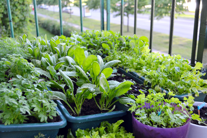 Small garden on a balcony of a block house at the European city. Vegetables and herbs growing in plant boxes and flower pots. Healthy and ecological food concept in the urban environment.