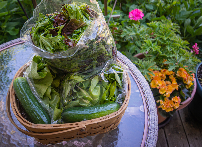 farm share from a Vermont Community Supported Agriculture (CSA) 