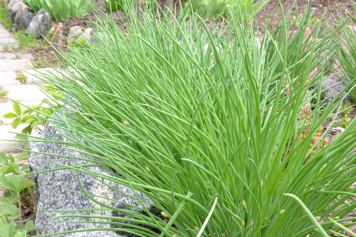 onion, for creating background and texture