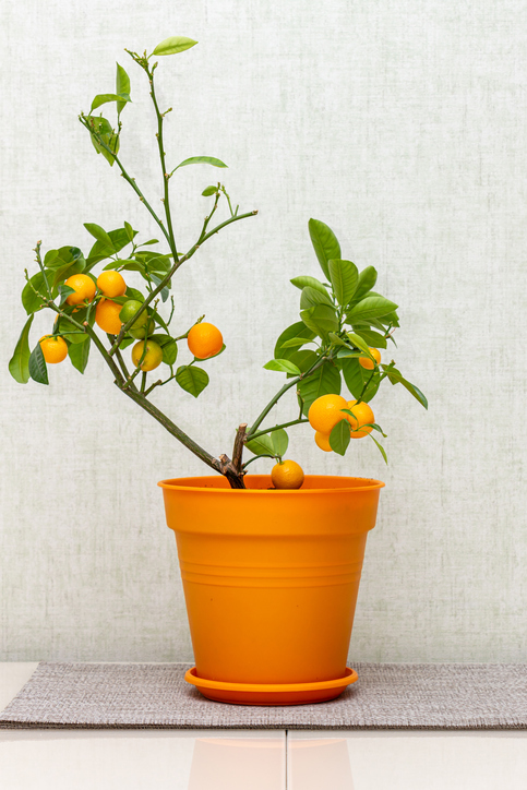 Citrus plant Calamondin, Citrofortunella microcarpa, madurensis with light green young leaves and ripe small orange fruits in the plastic pot. Close-up with selective focus. Indoor citrus tree growing