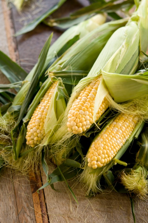 Ears of corn on the table partially unhusked